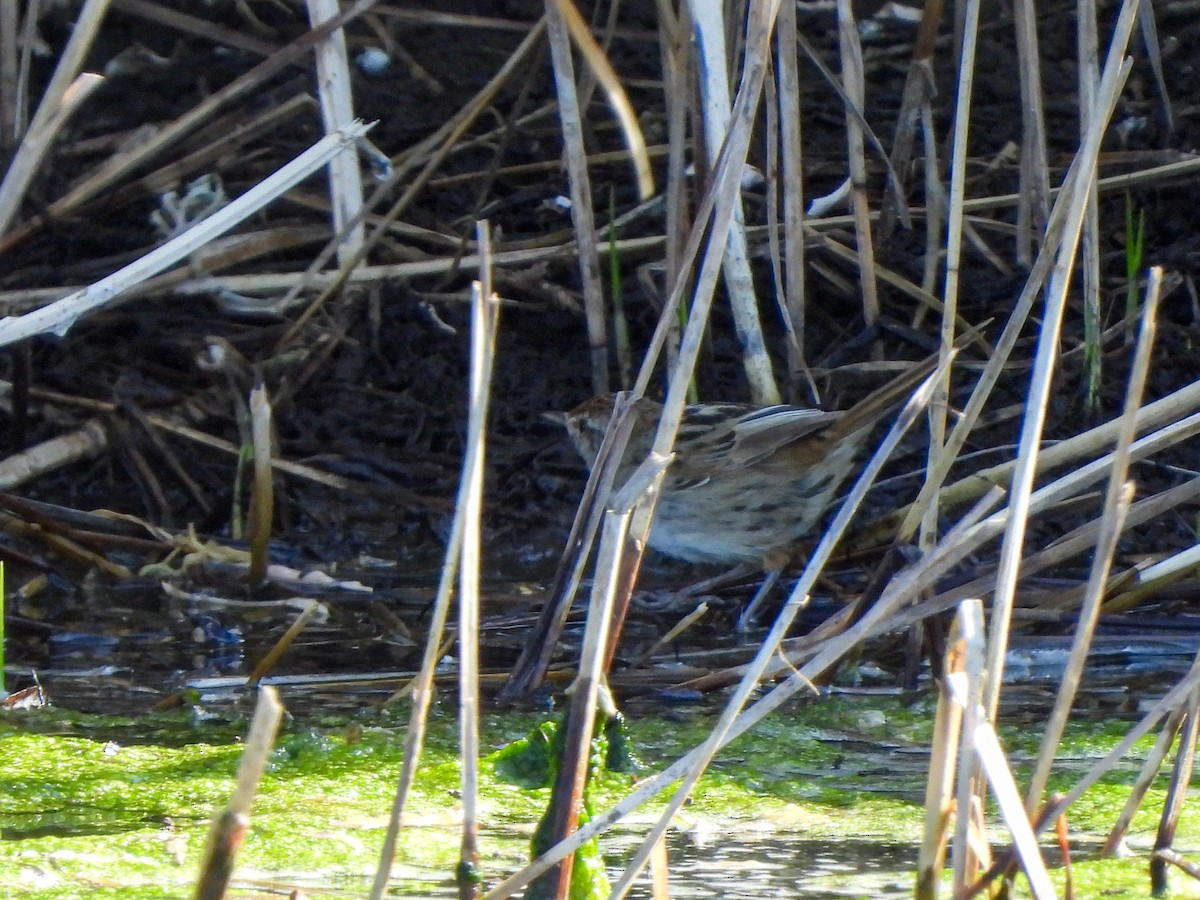 Little Grassbird - ML641840322