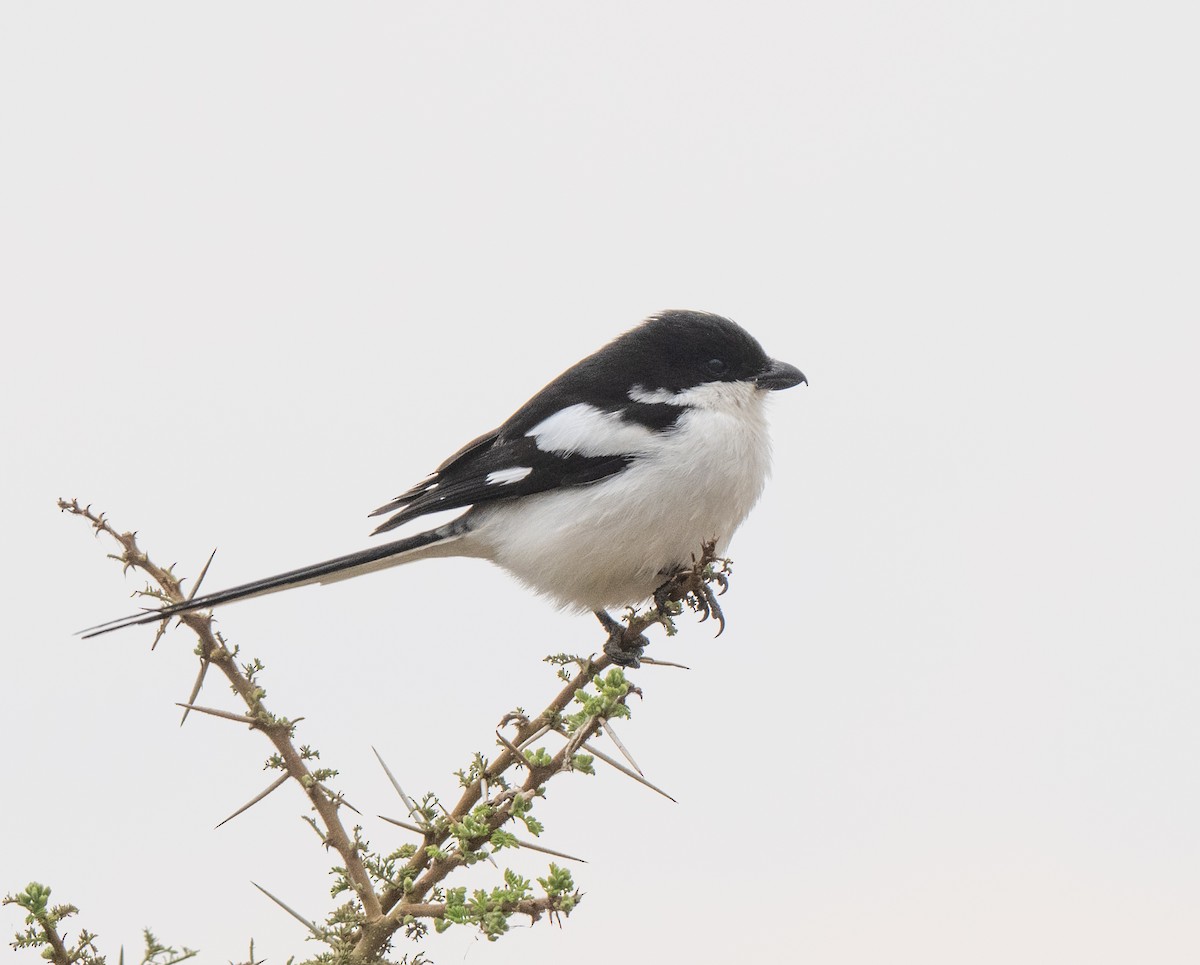 Northern Fiscal - ML641840344