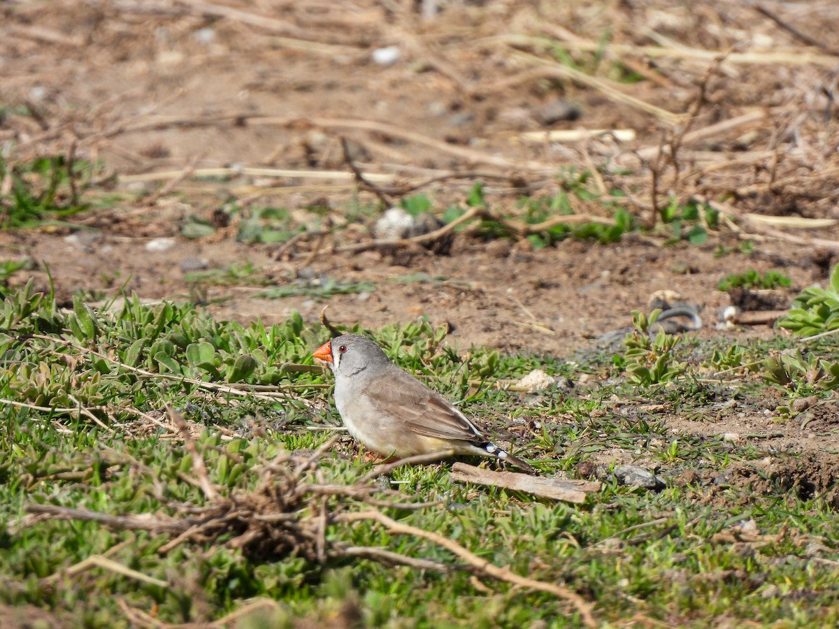 Zebra Finch - ML641840345