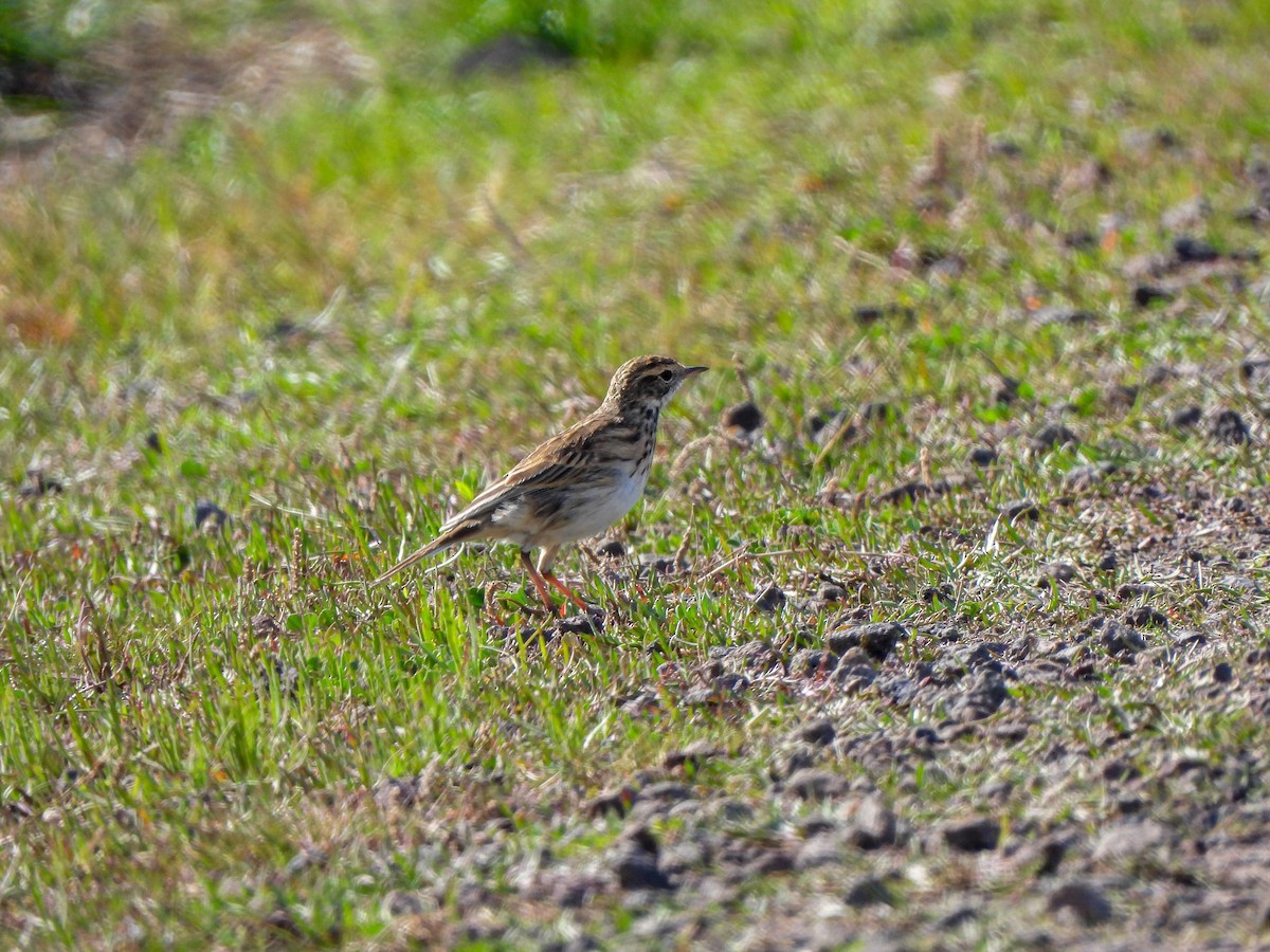 Australian Pipit - ML641840346