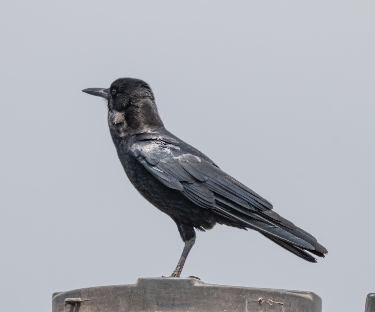Cape Crow - ML641840348