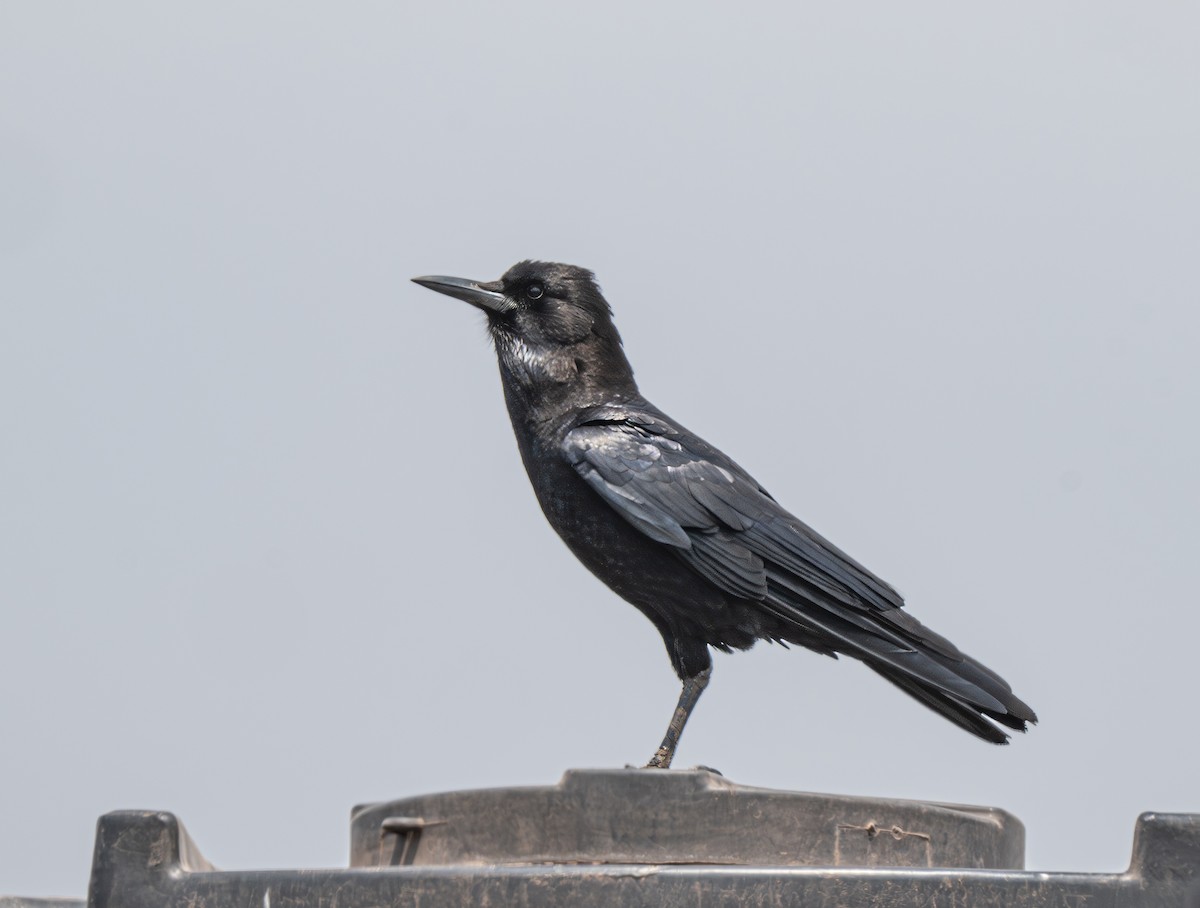 Cape Crow - ML641840349