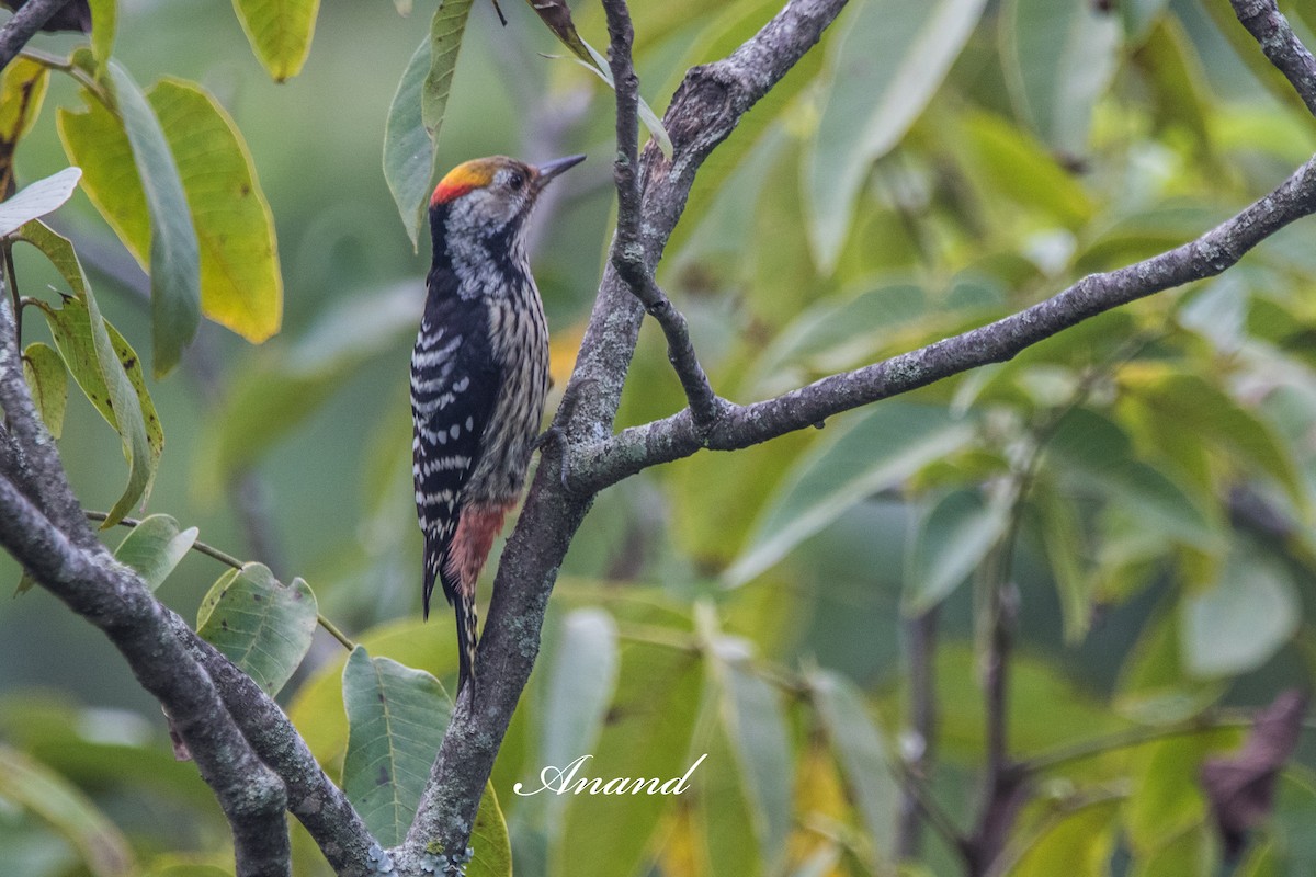 Brown-fronted Woodpecker - ML641840356
