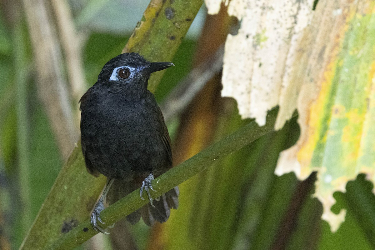 Braunrücken-Ameisenvogel - ML641840392