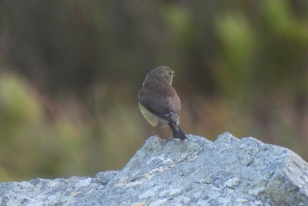 Cape Siskin - ML641840399