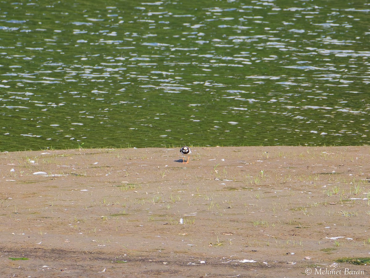 Common Ringed Plover - ML641840401