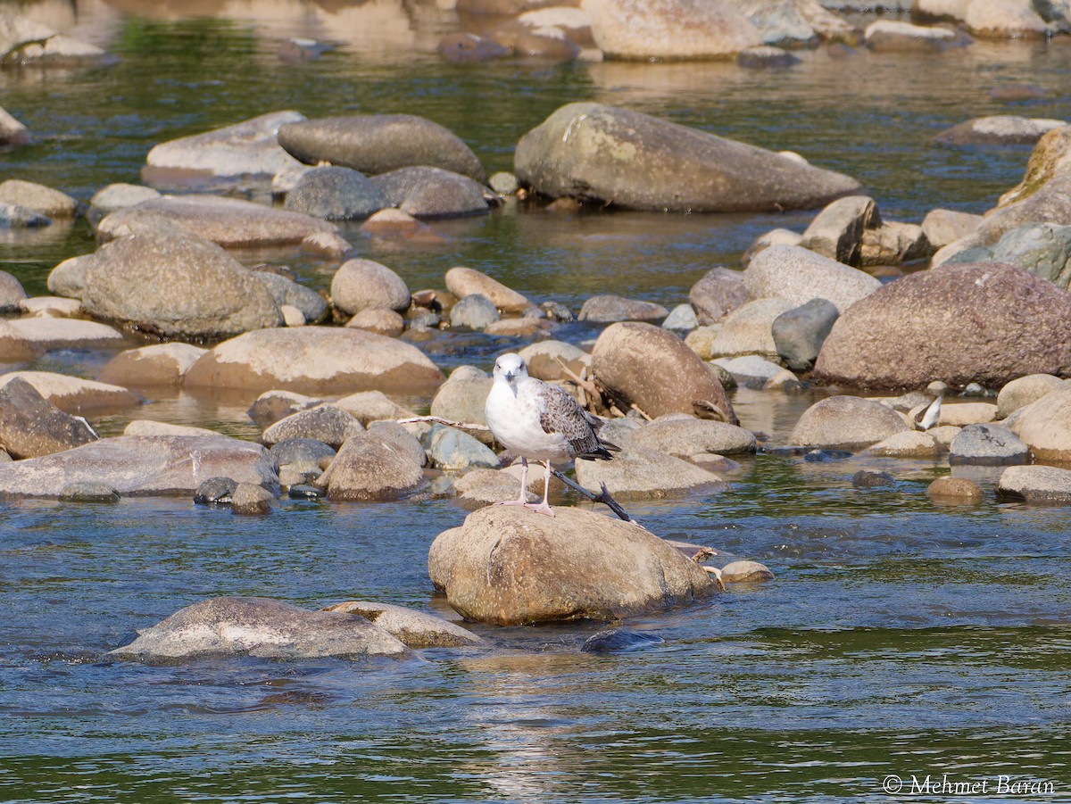 Yellow-legged Gull - ML641840403