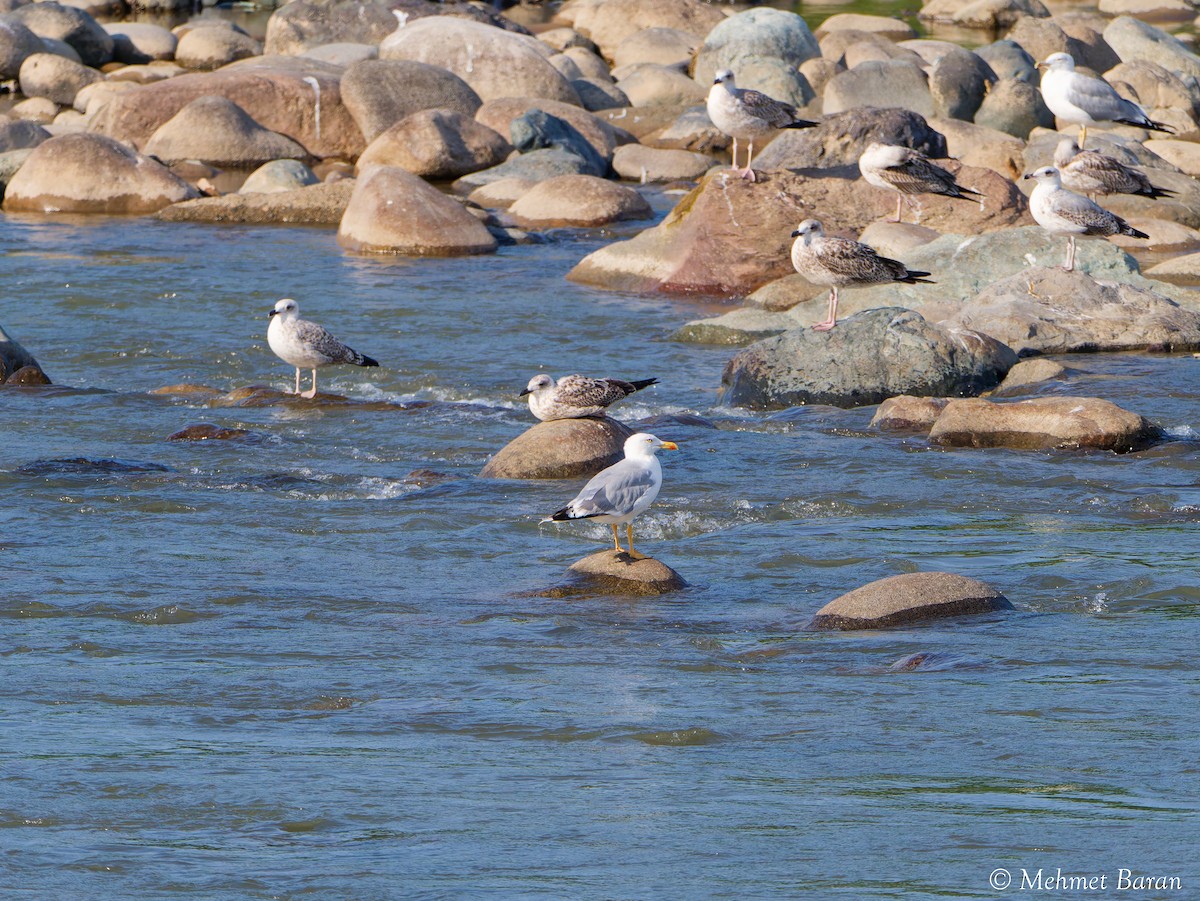 Yellow-legged Gull - ML641840406