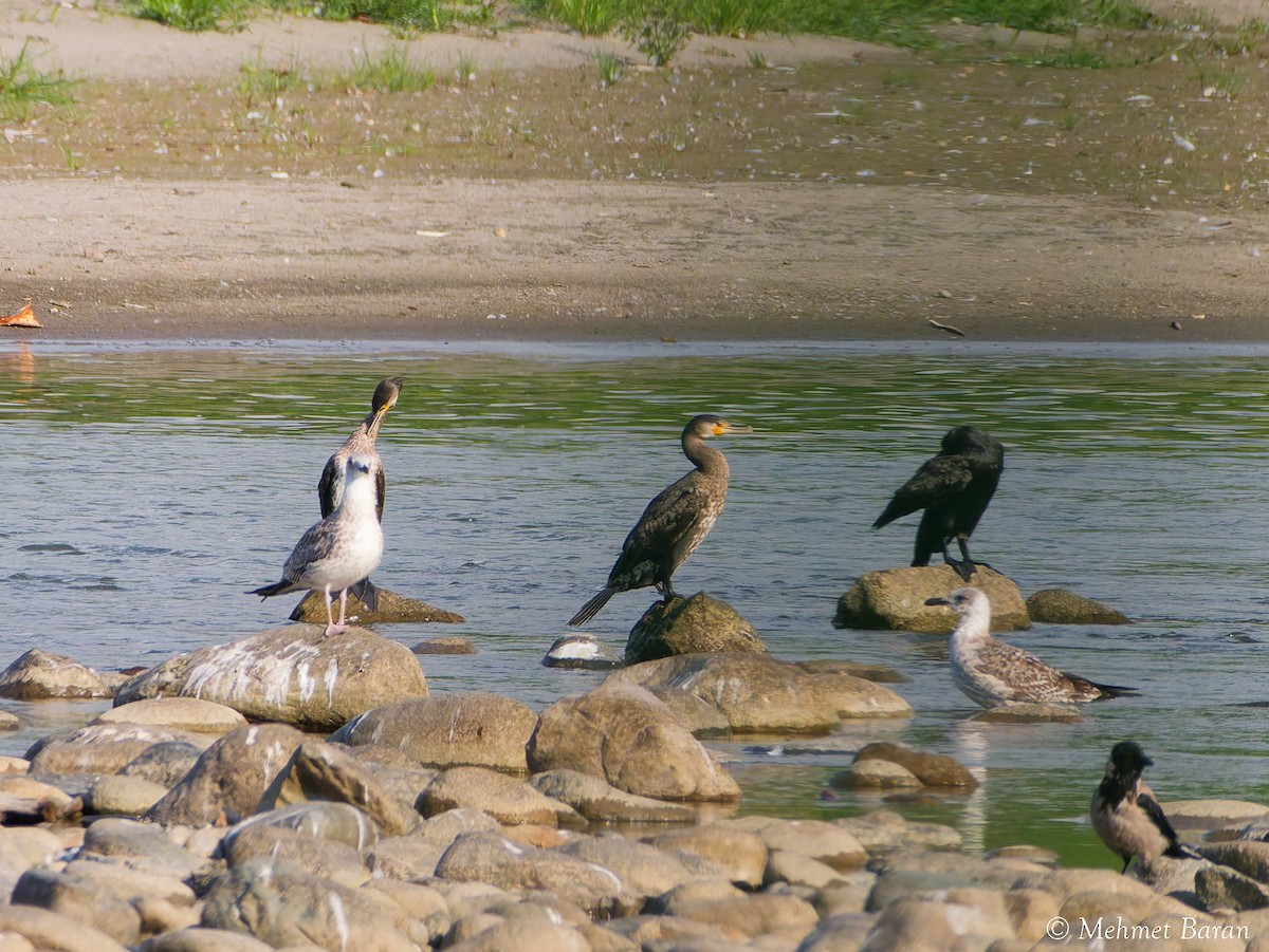 Great Cormorant - ML641840415