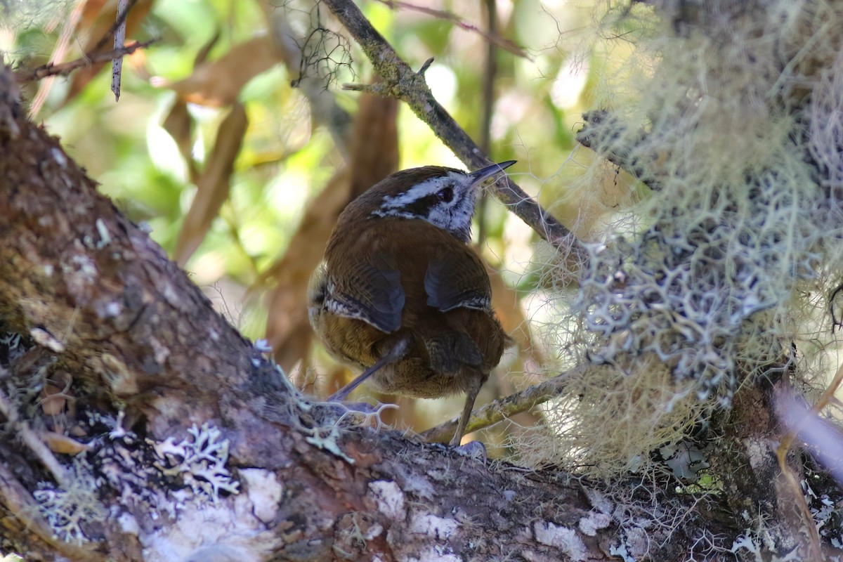 Timberline Wren - ML641840416
