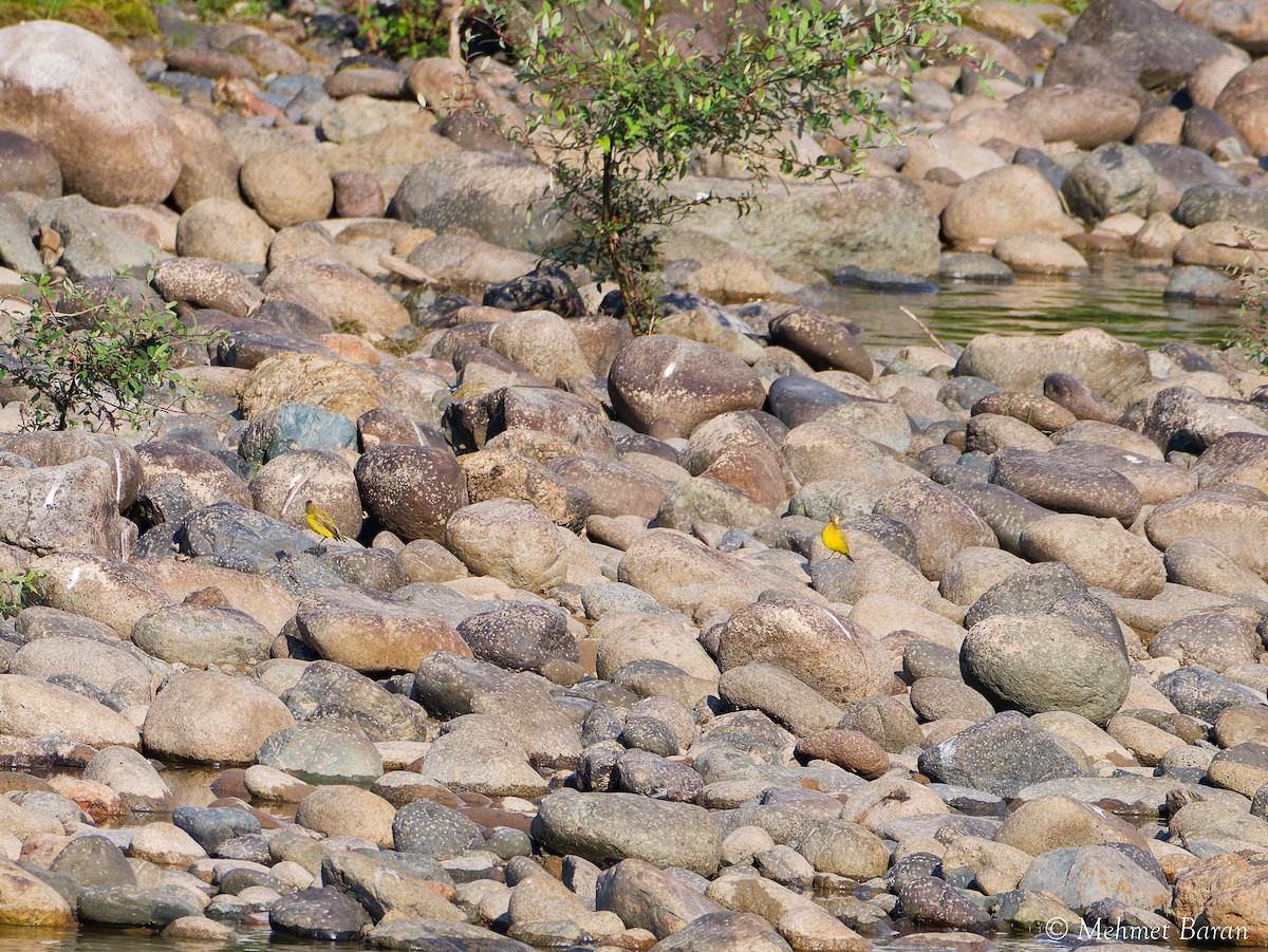 Western Yellow Wagtail - ML641840425