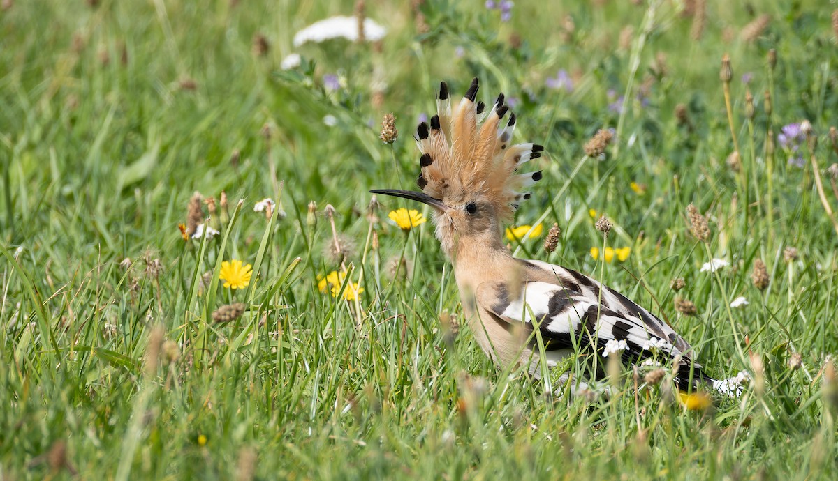 Common Hoopoe (Eurasian) - ML641840484