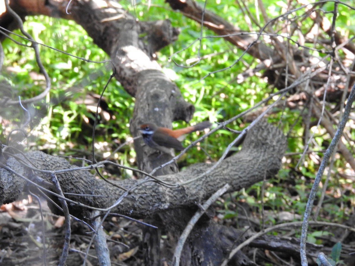 Australian Rufous Fantail - ML641840536