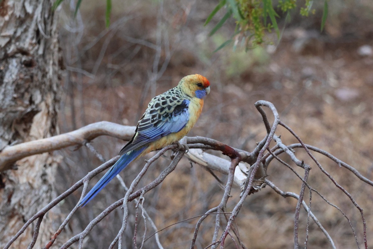 Crimson Rosella - ML641840548