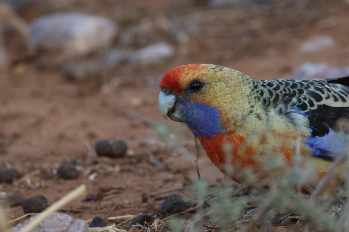 Crimson Rosella - ML641840549