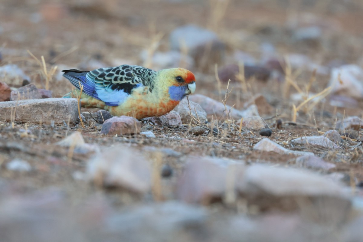 Crimson Rosella - ML641840550
