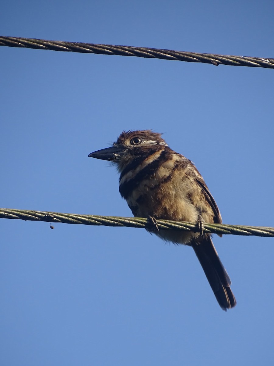 Two-banded Puffbird - ML641840555
