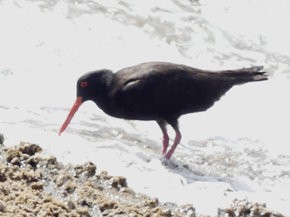 Sooty Oystercatcher - ML641840556