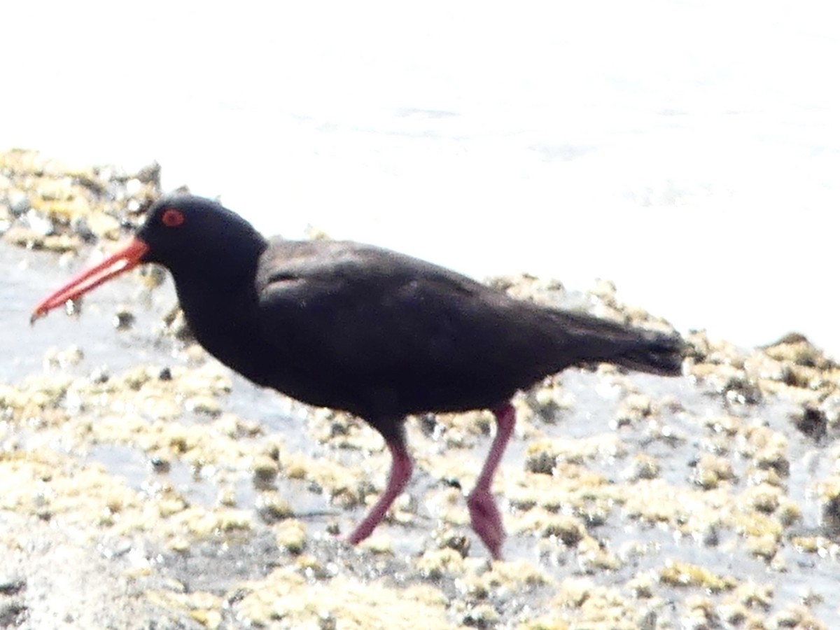 Sooty Oystercatcher - ML641840557