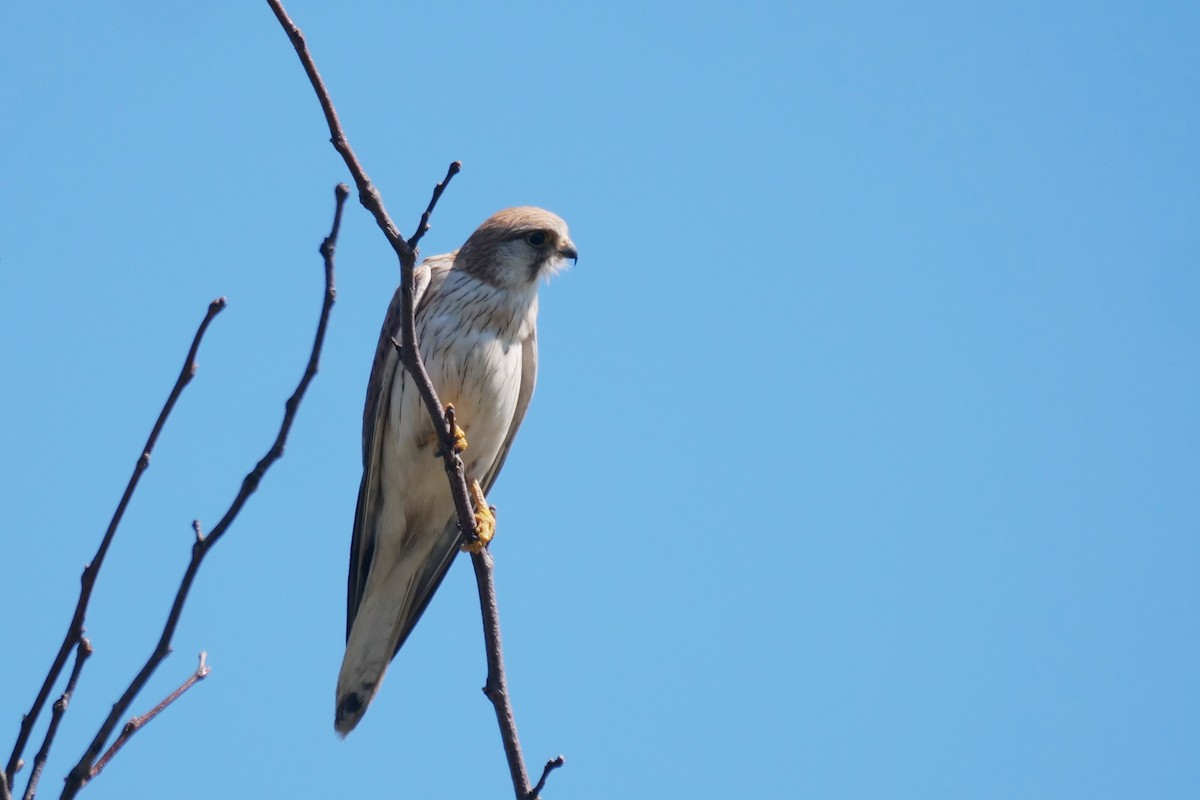 Nankeen Kestrel - ML641840560