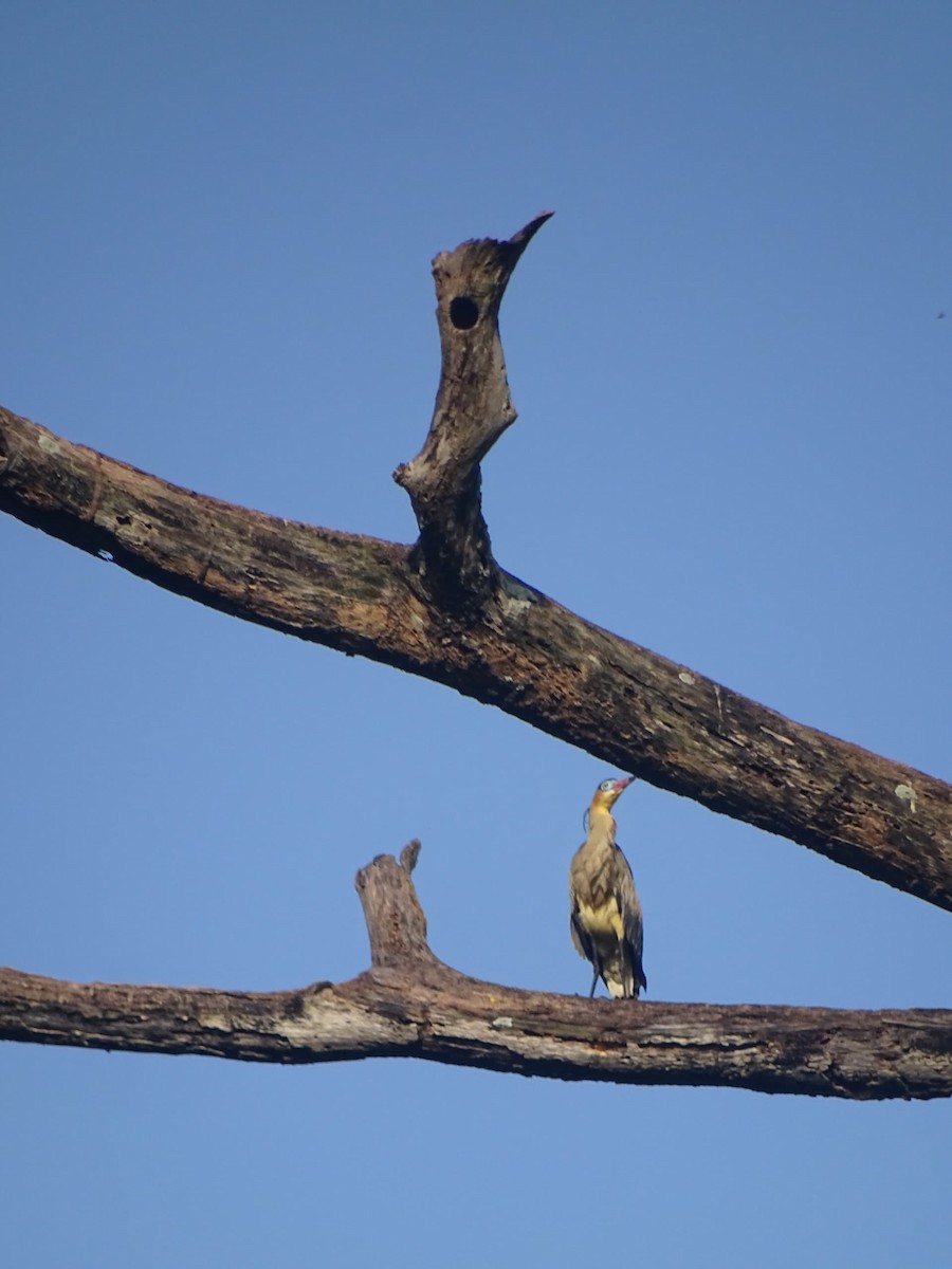 Whistling Heron - ML641840563