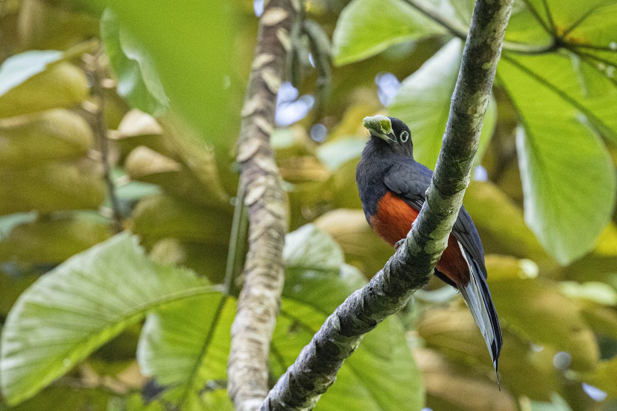 Baird's Trogon - ML641840564