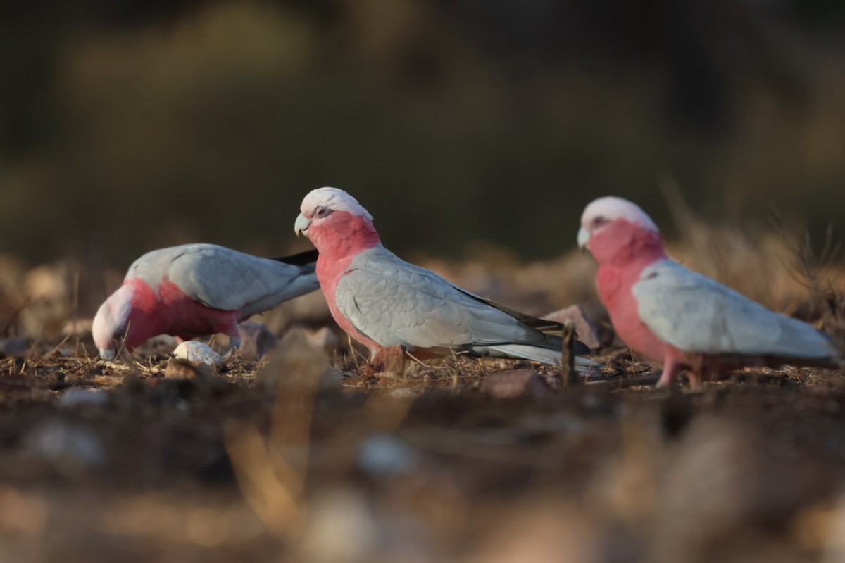 Galah - ML641840565