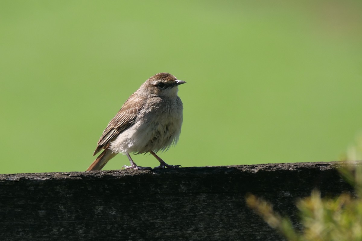 Rufous Songlark - ML641840569