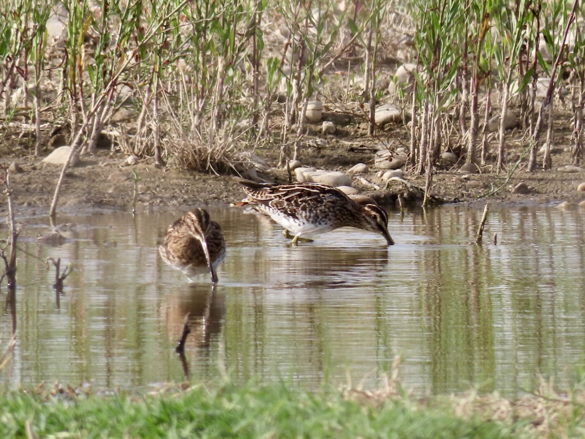 Common Snipe - ML641840593