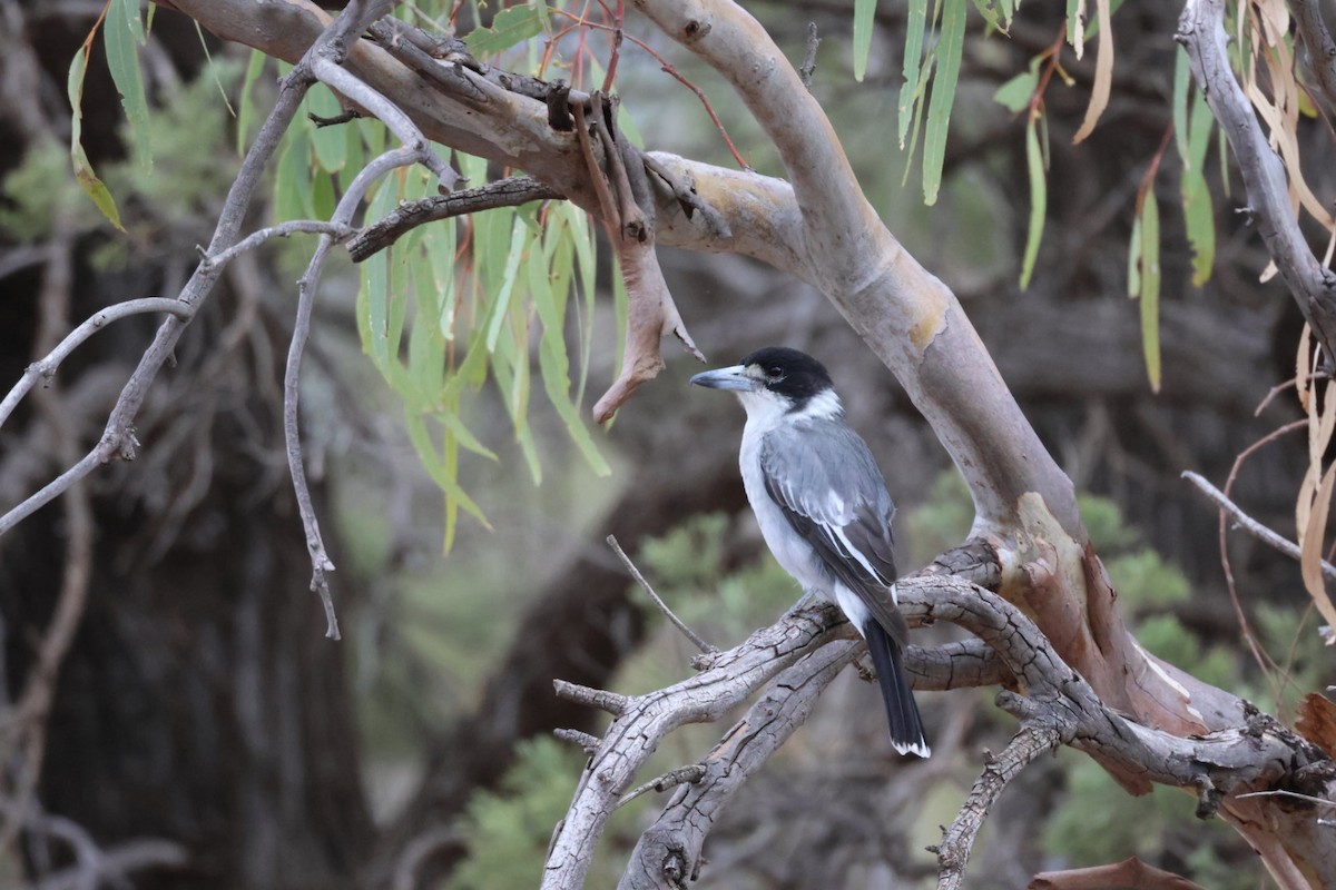 Gray Butcherbird - ML641840595