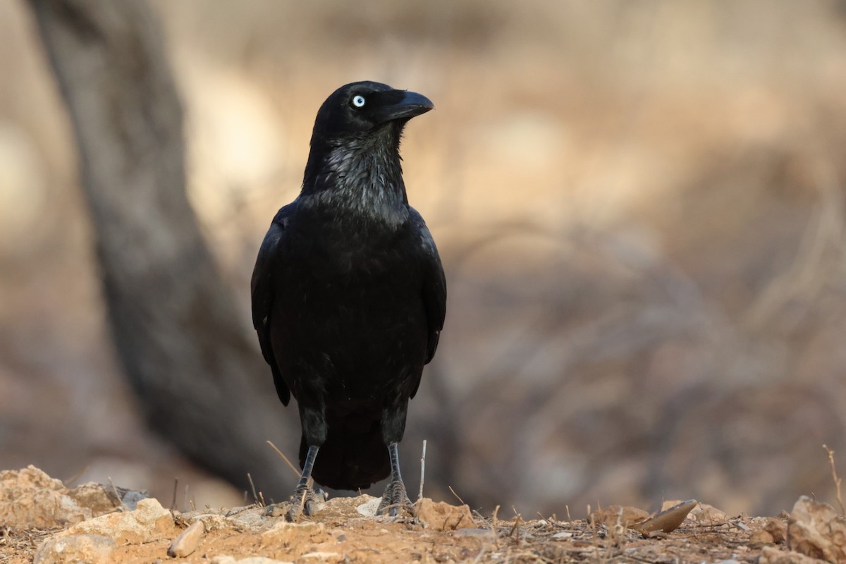 Australian Raven - ML641840599