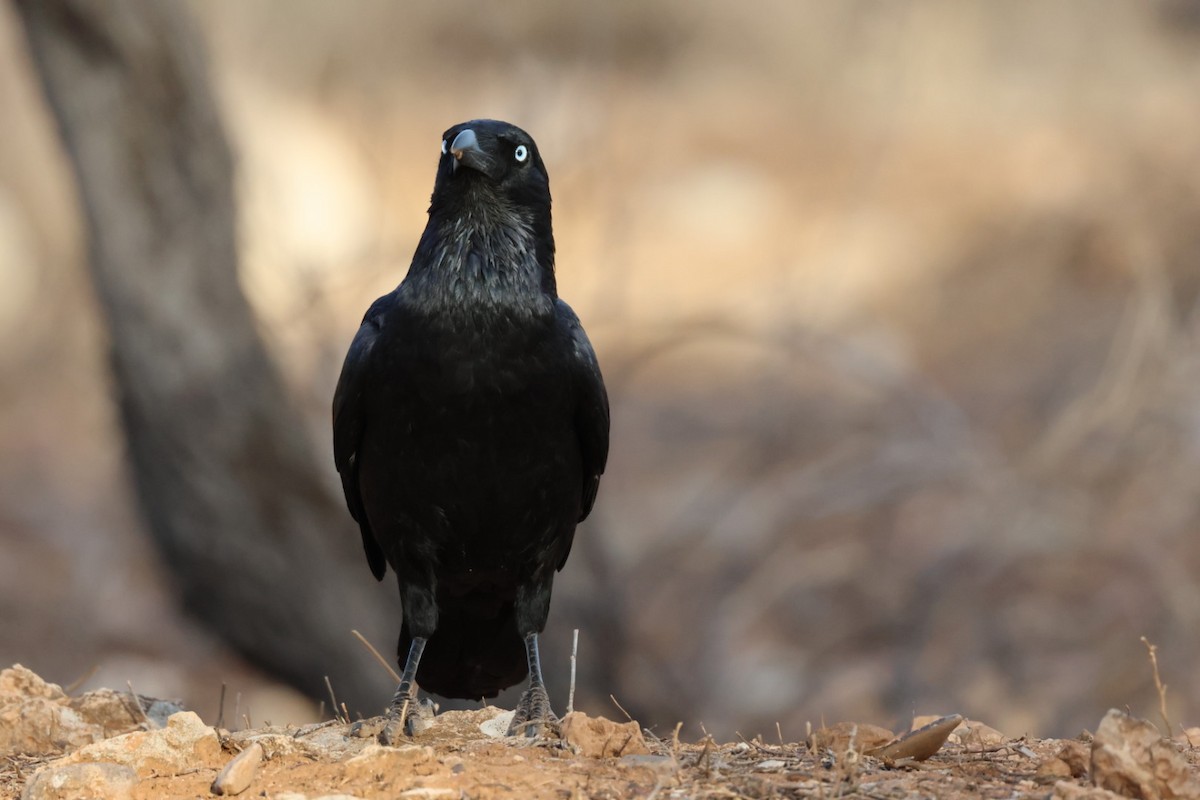 Australian Raven - ML641840600