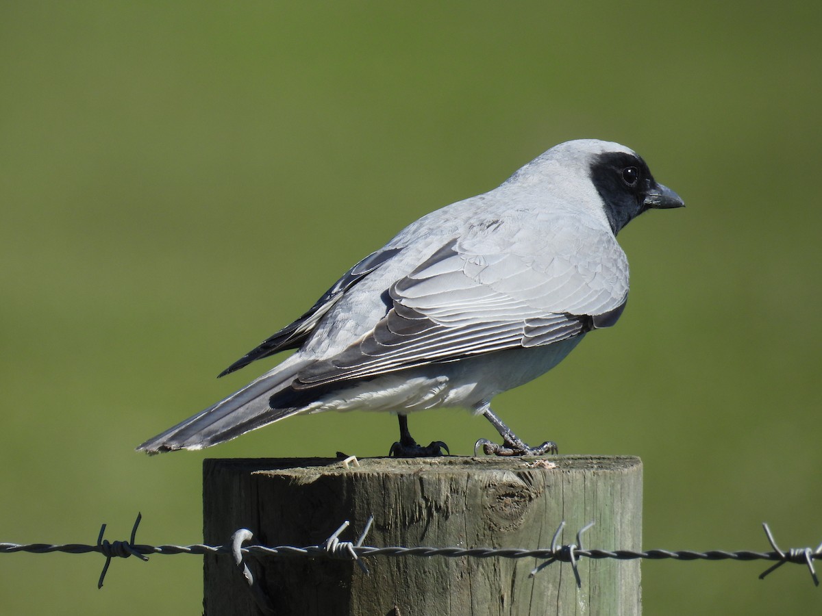 Black-faced Cuckooshrike - ML641840601