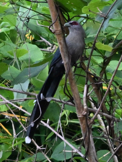 Green-billed Malkoha - ML641840608