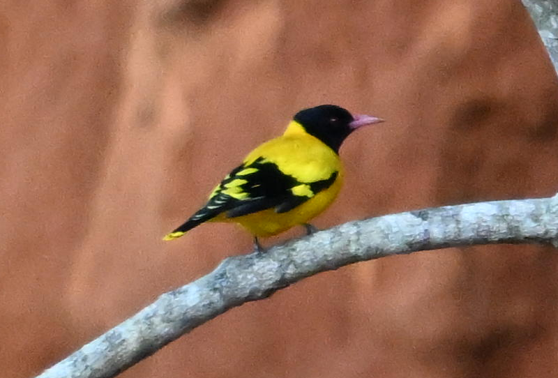 Black-hooded Oriole - ML641840611