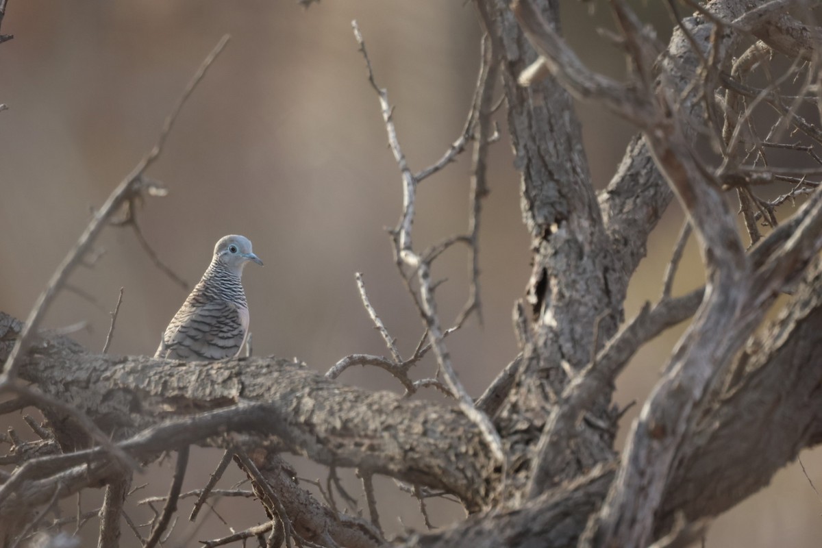 Peaceful Dove - ML641840612