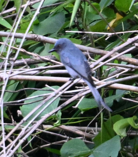 Ashy Drongo - ML641840625