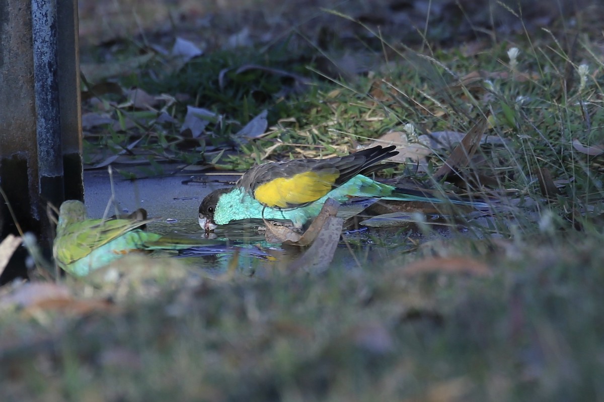 Hooded Parrot - ML641840626