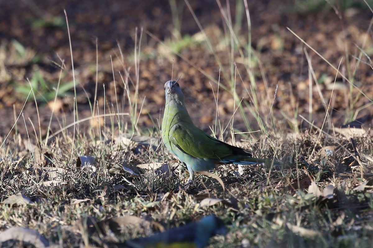 Hooded Parrot - ML641840627