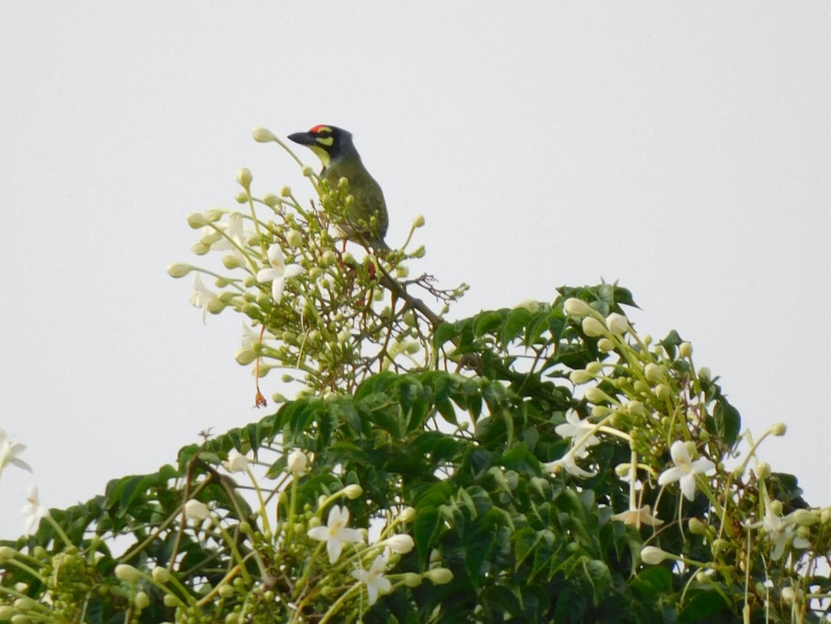 Coppersmith Barbet - ML641840636