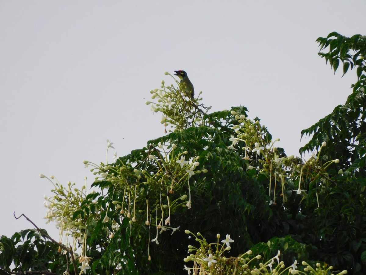 Coppersmith Barbet - ML641840637