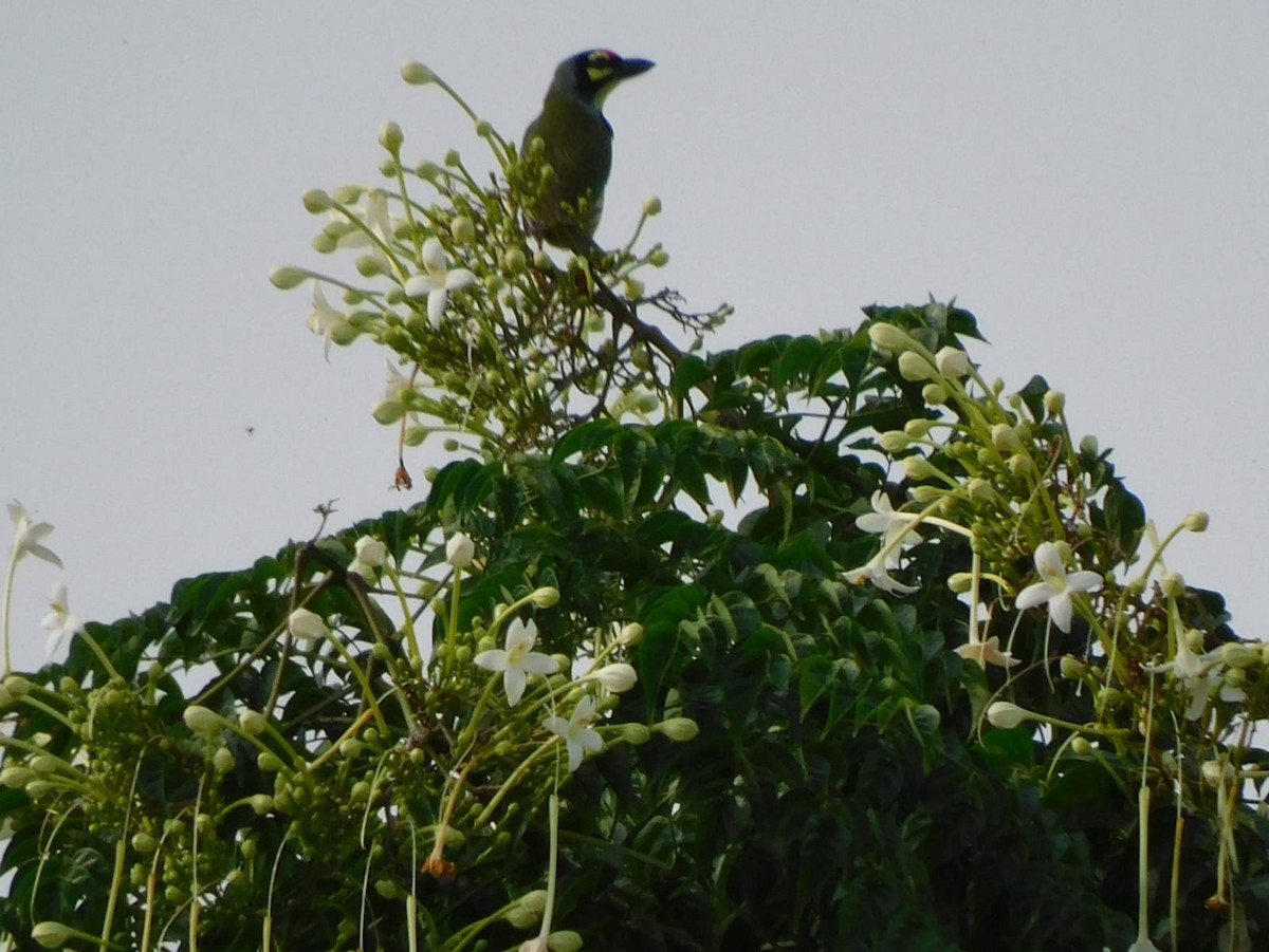 Coppersmith Barbet - ML641840638