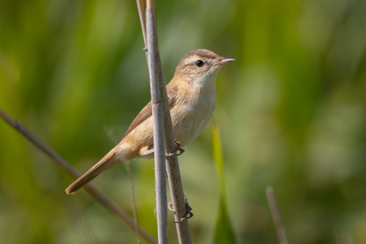 Paddyfield Warbler - ML641840660
