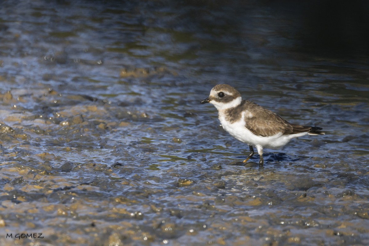 Common Ringed Plover - ML641840663