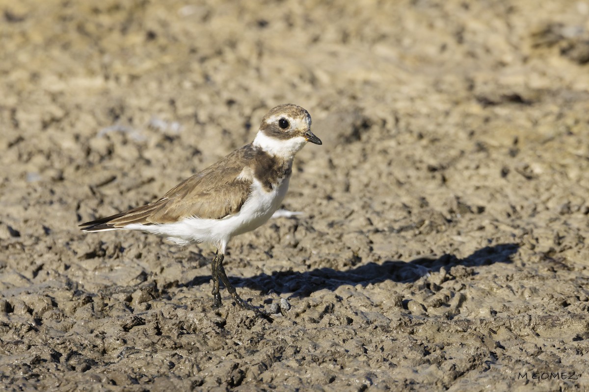 Common Ringed Plover - ML641840664
