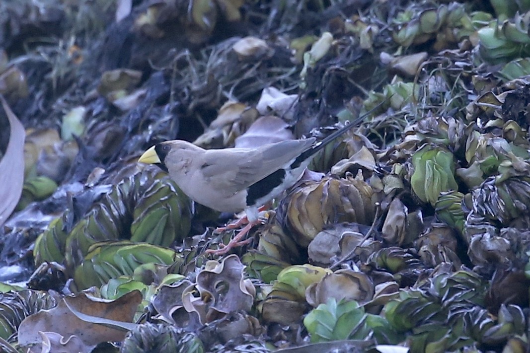 Masked Finch - ML641840665