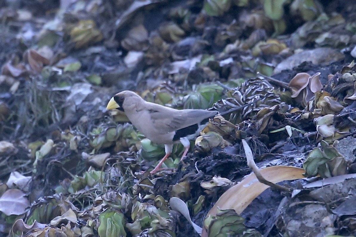 Masked Finch - ML641840666