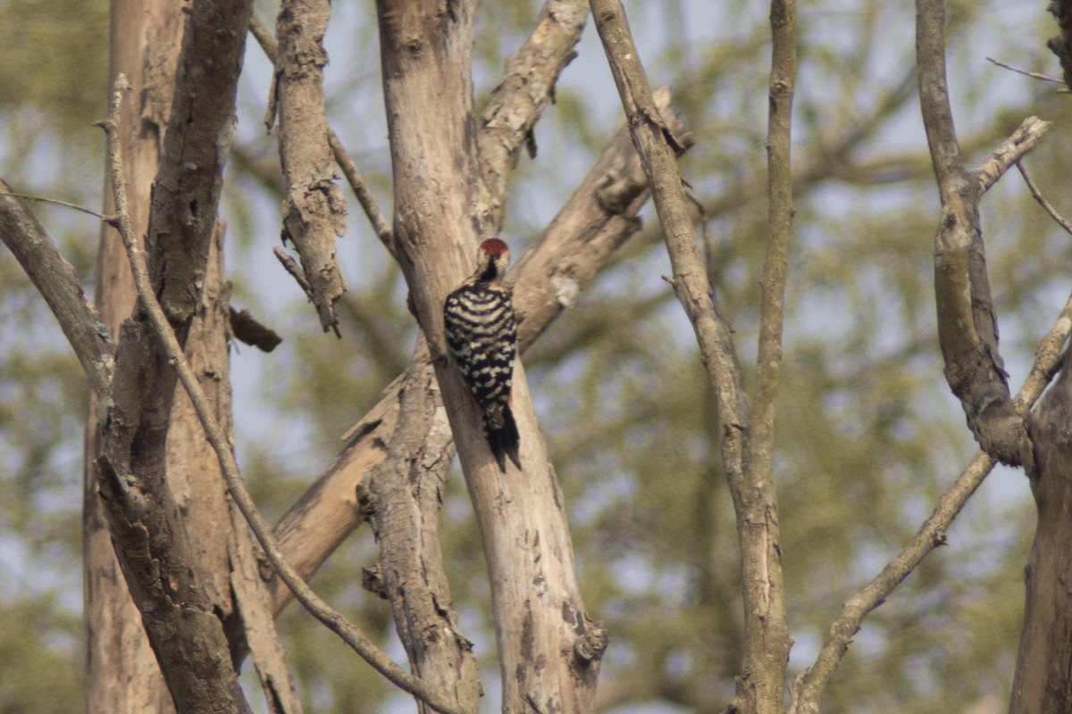 Fulvous-breasted Woodpecker - ML641840667