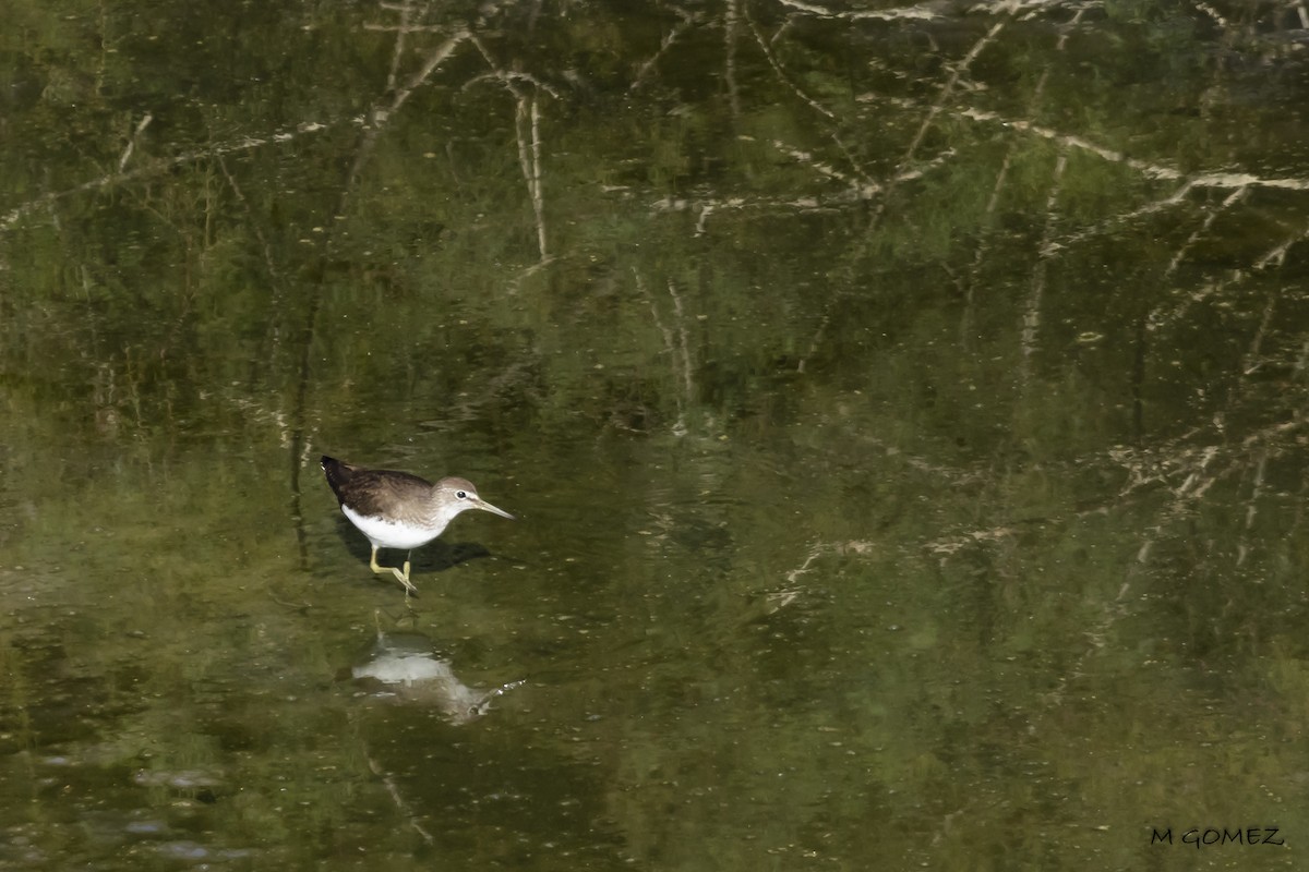 Green Sandpiper - ML641840673