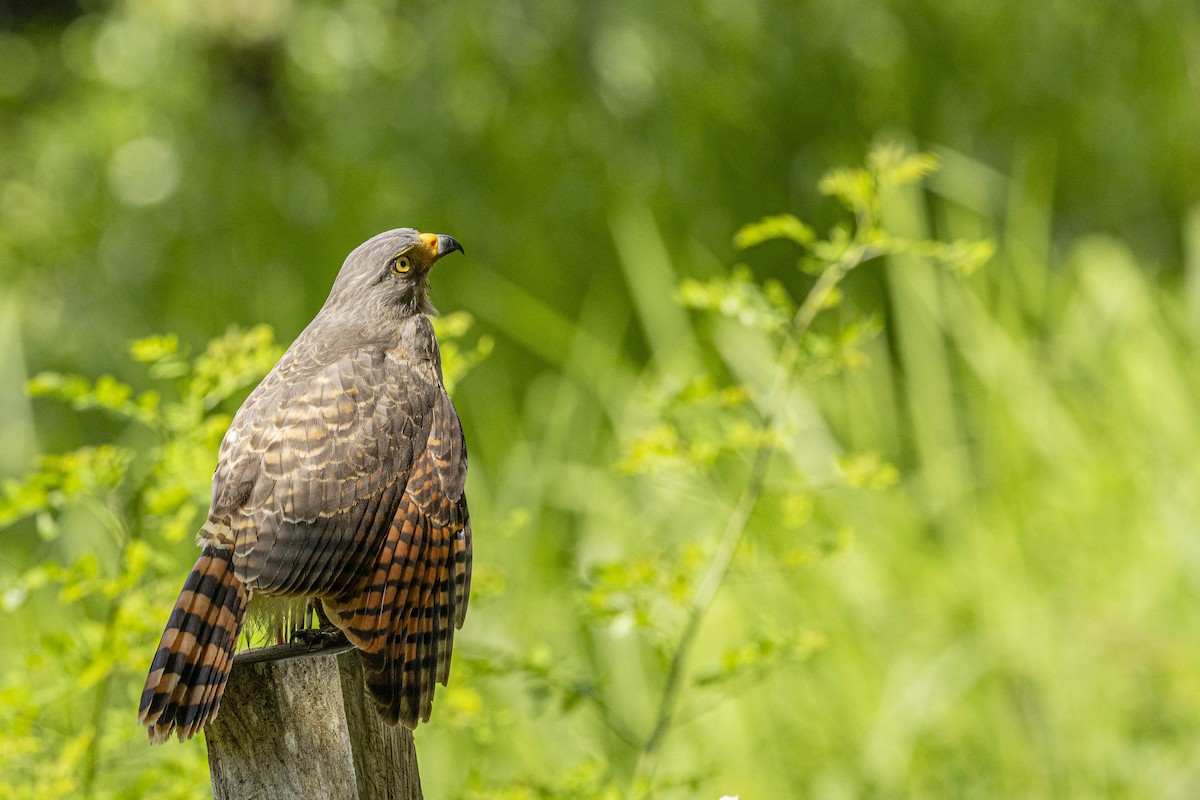 Roadside Hawk - ML641840674